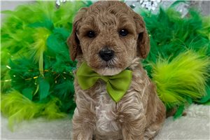 Atlas - Poodle, Miniature for sale
