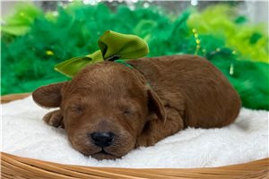 Phillip - Poodle, Miniature for sale