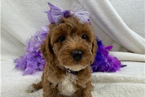 Elenora - Miniature Poodle for sale