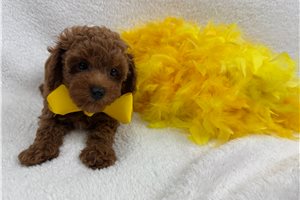 Fredrick - Miniature Poodle for sale