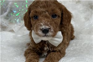 Michael - Poodle, Miniature for sale