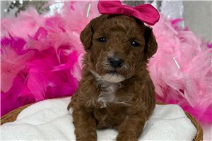 Jules - Poodle, Miniature for sale