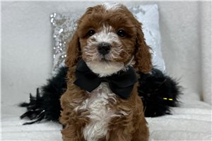 Jonas - Poodle, Miniature for sale