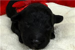 Rufus - puppy for sale