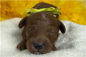 Tate - puppy for sale