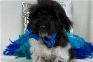 Phoenix - Poodle, Miniature for sale
