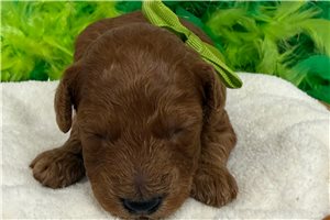Scooby - Poodle, Miniature for sale