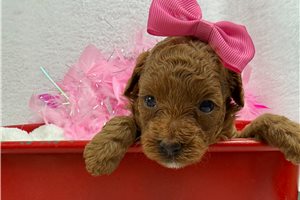 Fiona - Poodle, Miniature, placed in Tyler / East TX