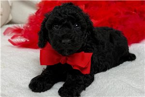 Rufus - Poodle, Miniature for sale