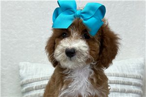 Promise - Poodle, Miniature for sale