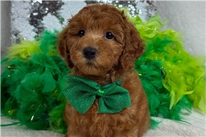 Scooby - Poodle, Miniature for sale