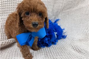 Fenway - puppy for sale