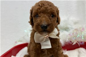 Denver - Poodle, Miniature, placed in Tyler / East TX