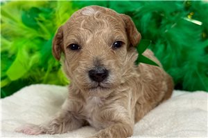 Atlas - puppy for sale