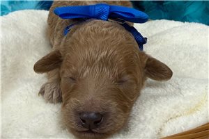Roly - Miniature Poodle for sale