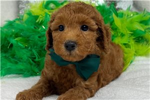 Scooby - Poodle, Miniature for sale
