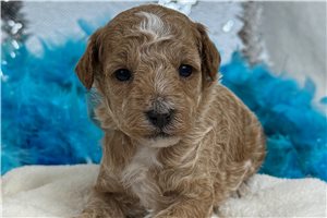 Zella - Poodle, Miniature for sale