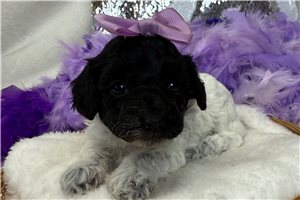 Piper - Poodle, Miniature for sale