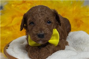 Tate - Poodle, Miniature for sale