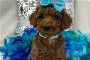 Harmony miniature clearance poodles