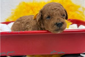 Fredrick - Miniature Poodle for sale