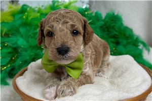 Atlas - Poodle, Miniature for sale