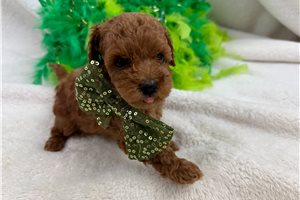 Franklin - Miniature Poodle for sale