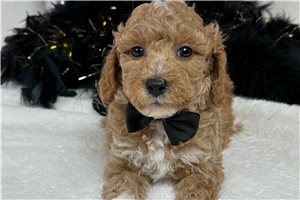 Mateo - Poodle, Miniature for sale