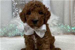 Joseph - Miniature Poodle for sale