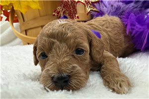 Elenora - puppy for sale