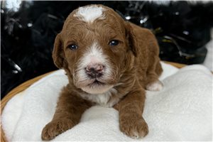 Jonas - Poodle, Miniature for sale