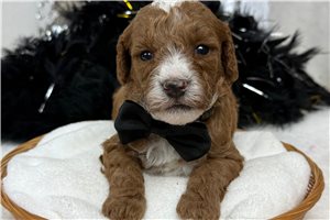Jonas - Poodle, Miniature for sale