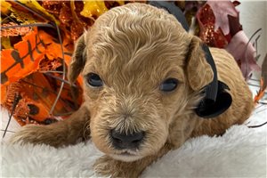 Elvin - puppy for sale
