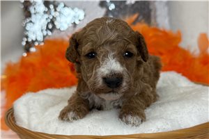 Rags - Poodle, Miniature for sale