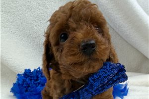Fenway - Miniature Poodle for sale
