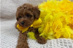 Fredrick - Miniature Poodle for sale