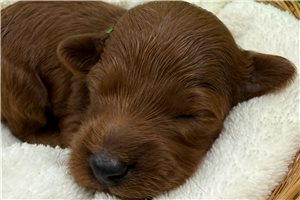 Franklin - puppy for sale