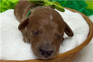 Kipling - Poodle, Miniature for sale