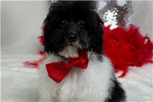 Pierce - Poodle, Miniature for sale