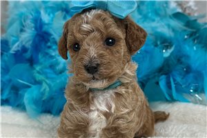Zella - Poodle, Miniature for sale