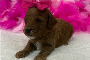 Madison - Poodle, Miniature for sale