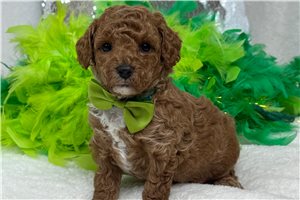 Kipling - Poodle, Miniature for sale