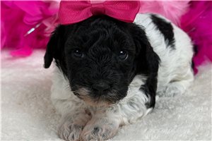 Winnie - Poodle, Toy, placed in Tyler / East TX