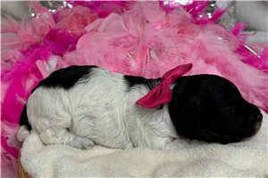Winnie - Poodle, Toy for sale