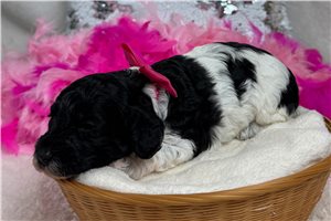 Winnie - Poodle, Toy for sale