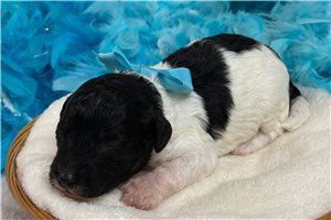 Patty - puppy for sale
