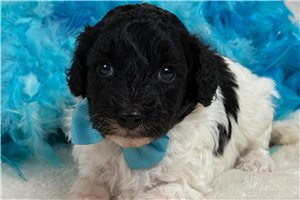 Patty - Poodle, Toy for sale