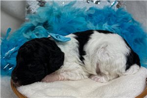 Patty - Poodle, Toy for sale