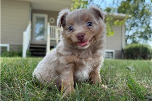 Chip - Chihuahua, placed in Evansville