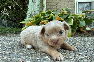 Chip - Chihuahua for sale